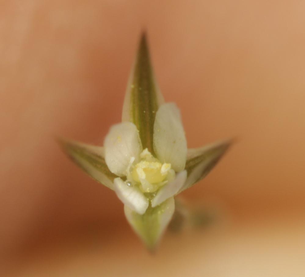 Bufonie paniculée Bufonia paniculata Dubois ex Delarbre, 1800