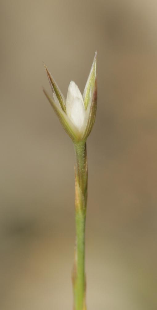 Bufonie paniculée Bufonia paniculata Dubois ex Delarbre, 1800