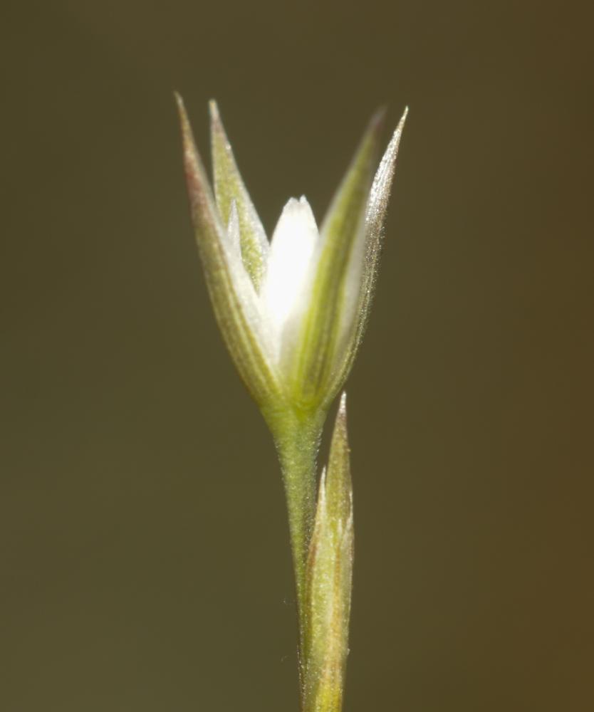 Bufonie paniculée Bufonia paniculata Dubois ex Delarbre, 1800