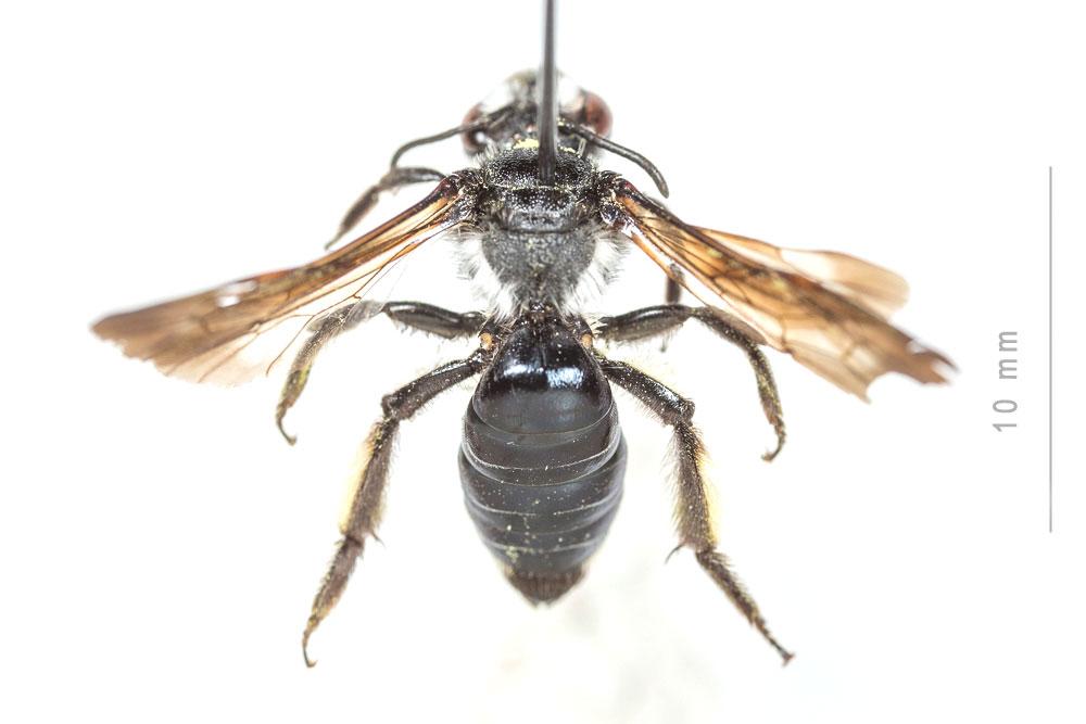 Andrena agilissima (Scopoli, 1770)