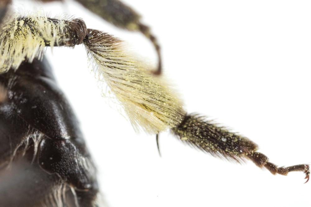 Andrena agilissima (Scopoli, 1770)