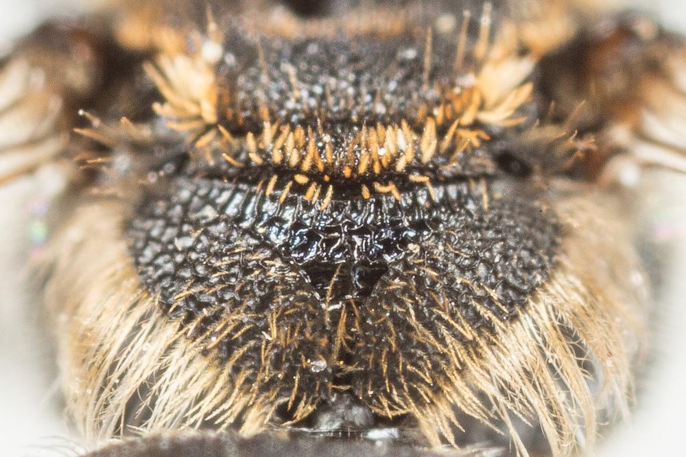  Andrena colletiformis Morawitz, 1874