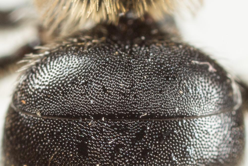 Andrena colletiformis Morawitz, 1874
