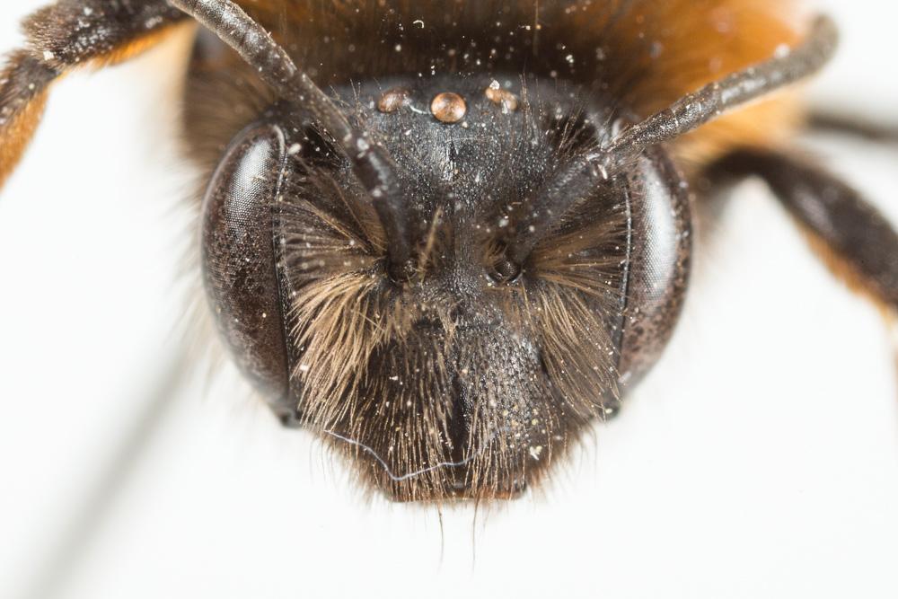 Andrena ferrugineicrus Dours, 1872