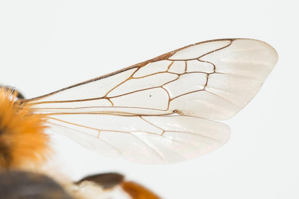 Andrena ferrugineicrus Dours, 1872