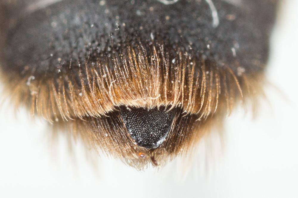  Andrena ferrugineicrus Dours, 1872