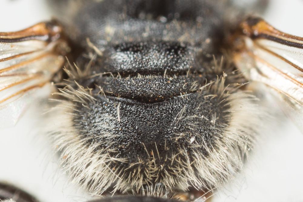 Andrena intermedia Thomson, 1870