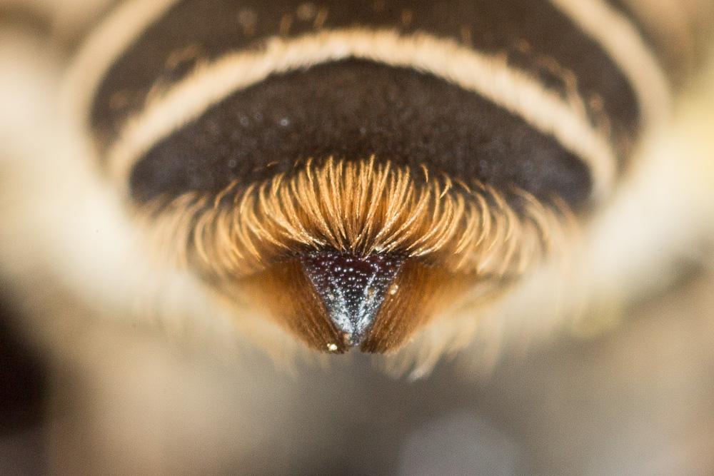 Andrena intermedia Thomson, 1870