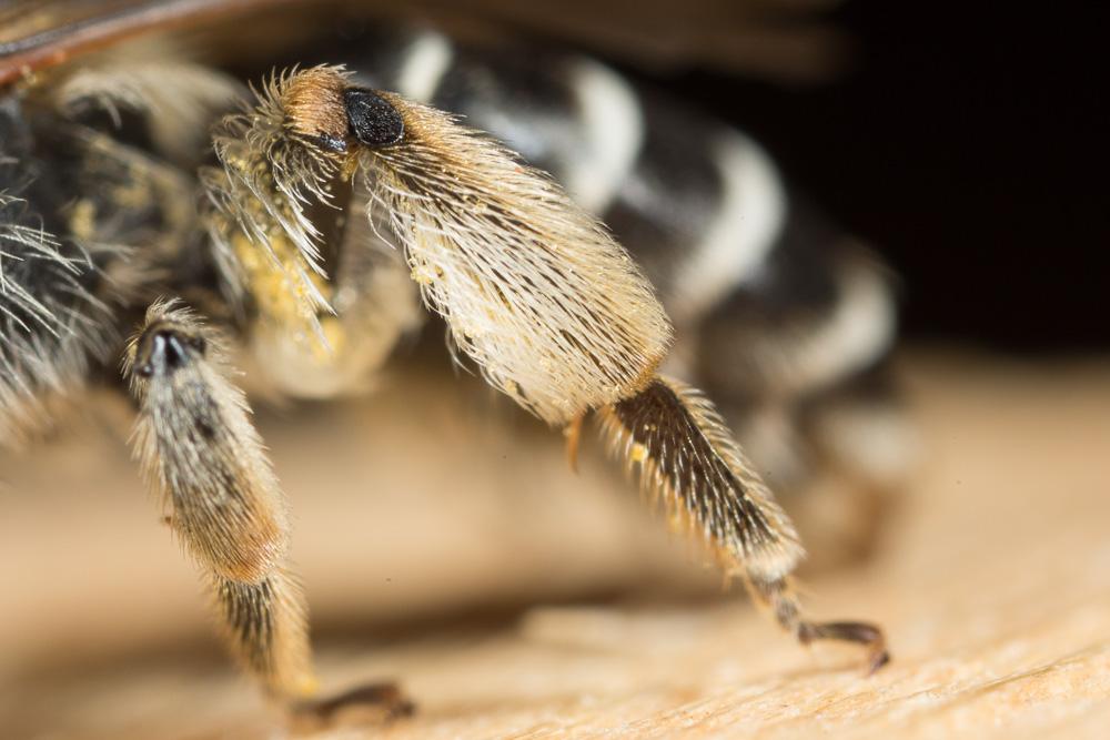  Andrena intermedia Thomson, 1870