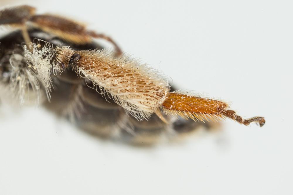 Andrena intermedia Thomson, 1870