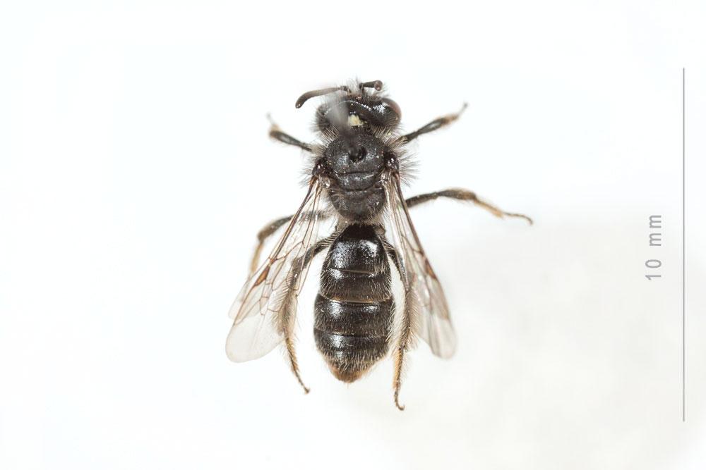  Andrena panurgina De Stefani, 1889