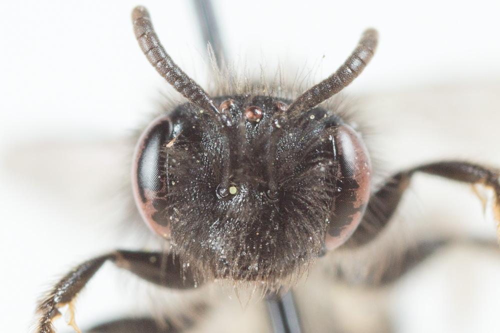 Andrena panurgina De Stefani, 1889