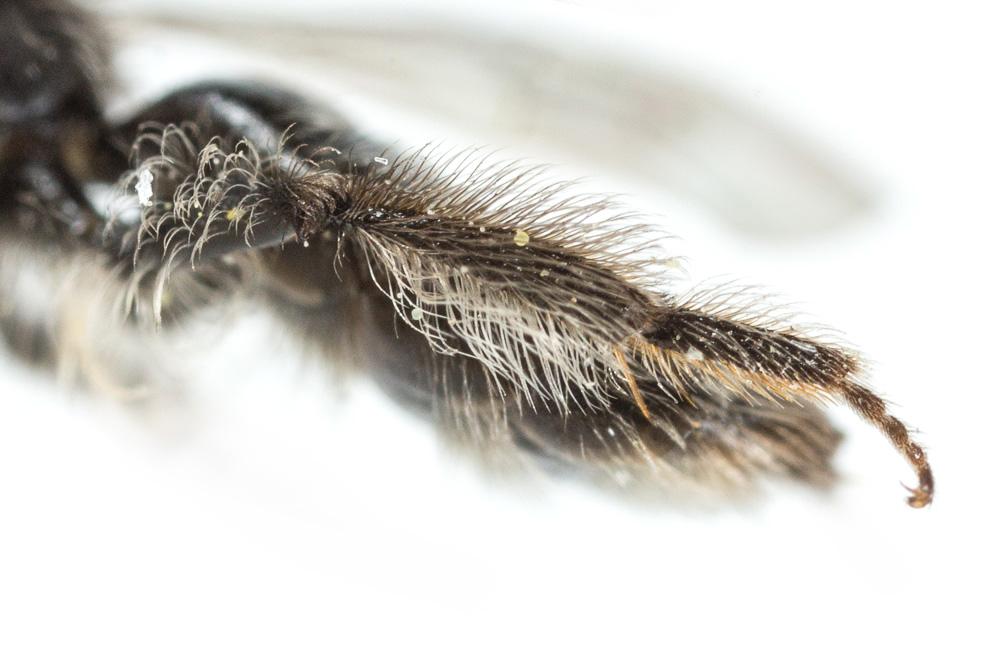 Andrena panurgina De Stefani, 1889