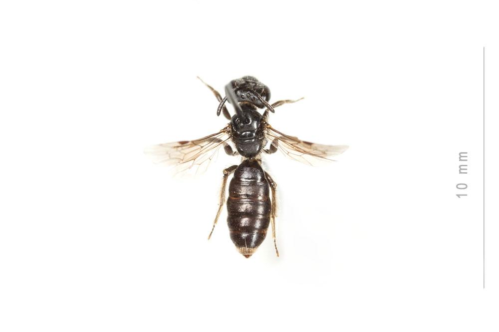 Andrena verticalis Pérez, 1895