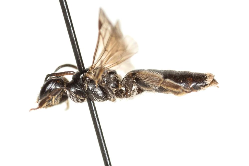  Andrena verticalis Pérez, 1895