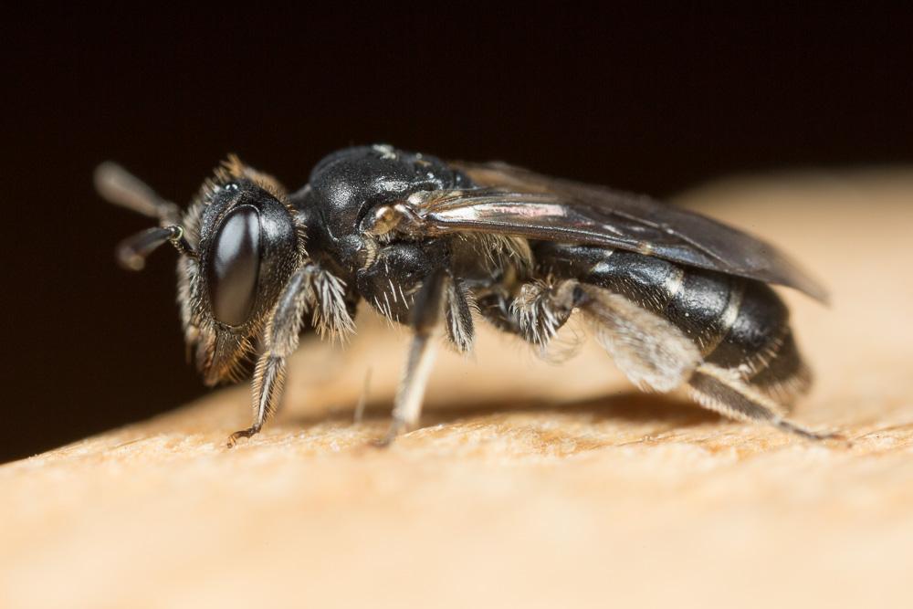 Andrena verticalis Pérez, 1895