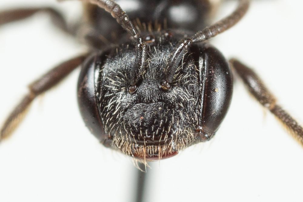  Andrena verticalis Pérez, 1895