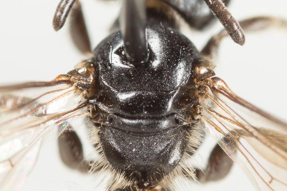 Andrena verticalis Pérez, 1895