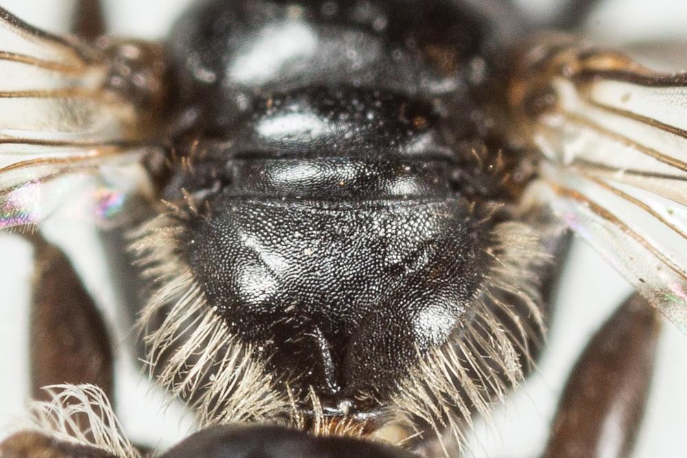 Andrena verticalis Pérez, 1895