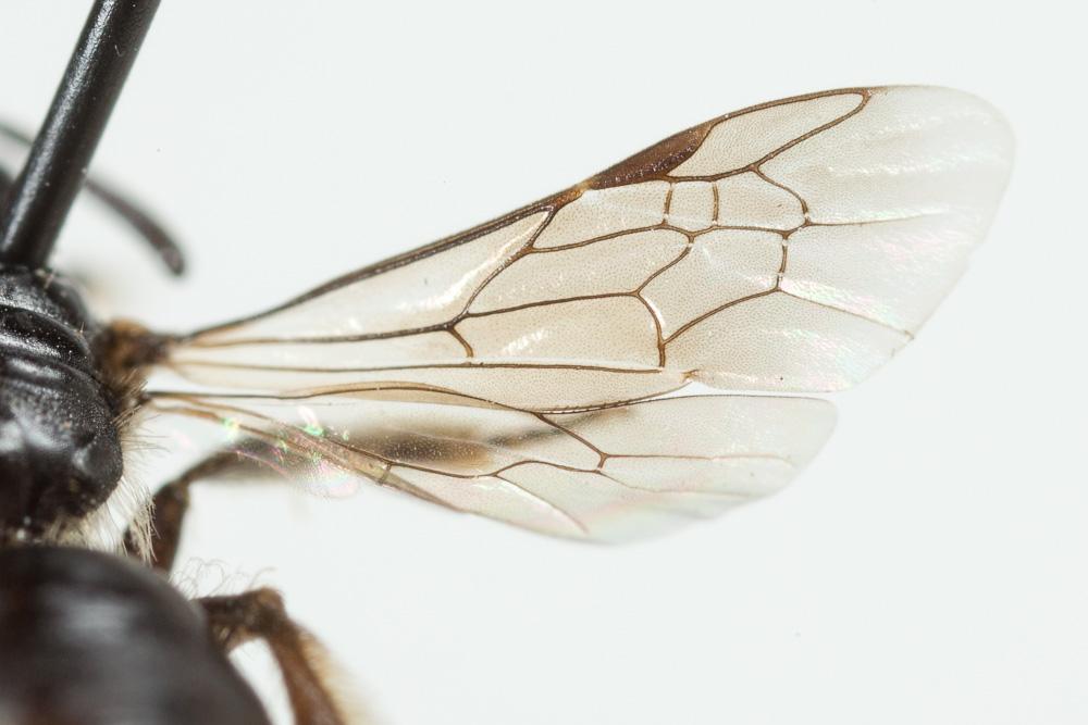 Andrena verticalis Pérez, 1895