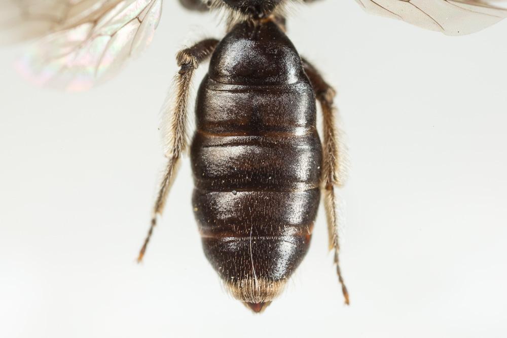 Andrena verticalis Pérez, 1895