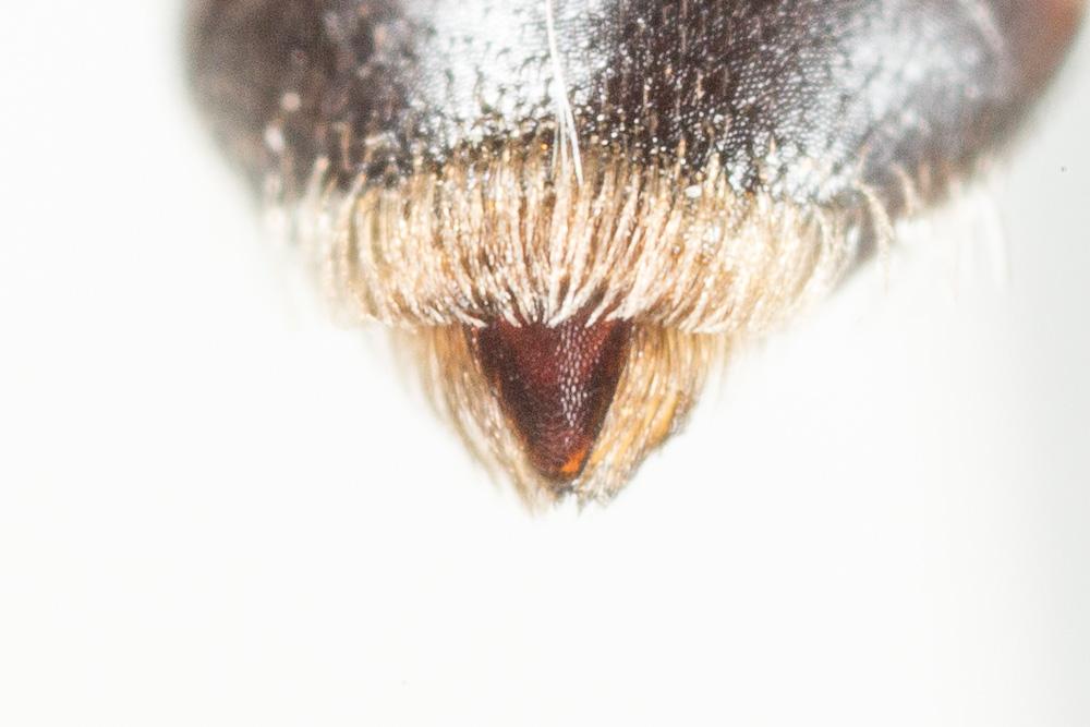 Andrena verticalis Pérez, 1895