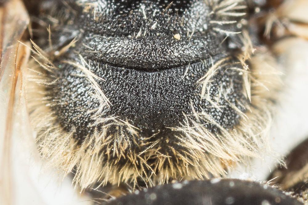  Andrena wilkella (Kirby, 1802)