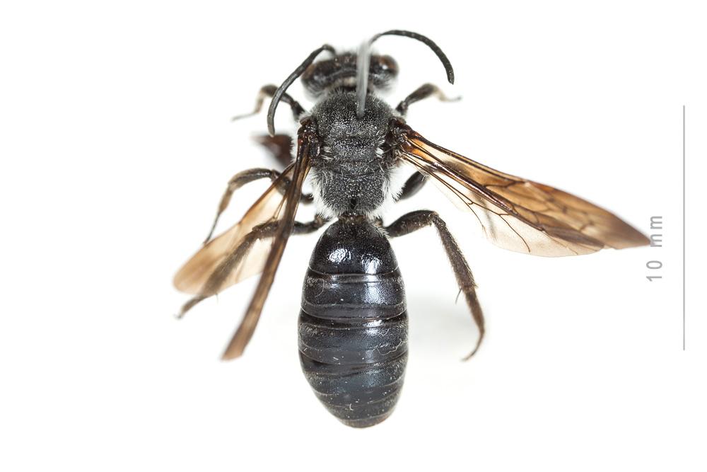  Andrena afrensis Warncke, 1967