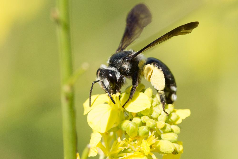 Andrena agilissima (Scopoli, 1770)