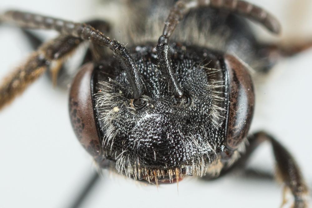 Andrena ampla Warncke, 1967