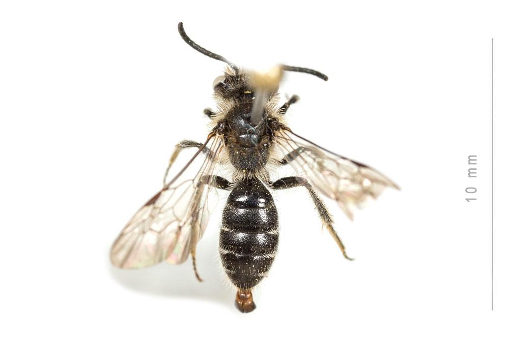 Andrena ampla Warncke, 1967
