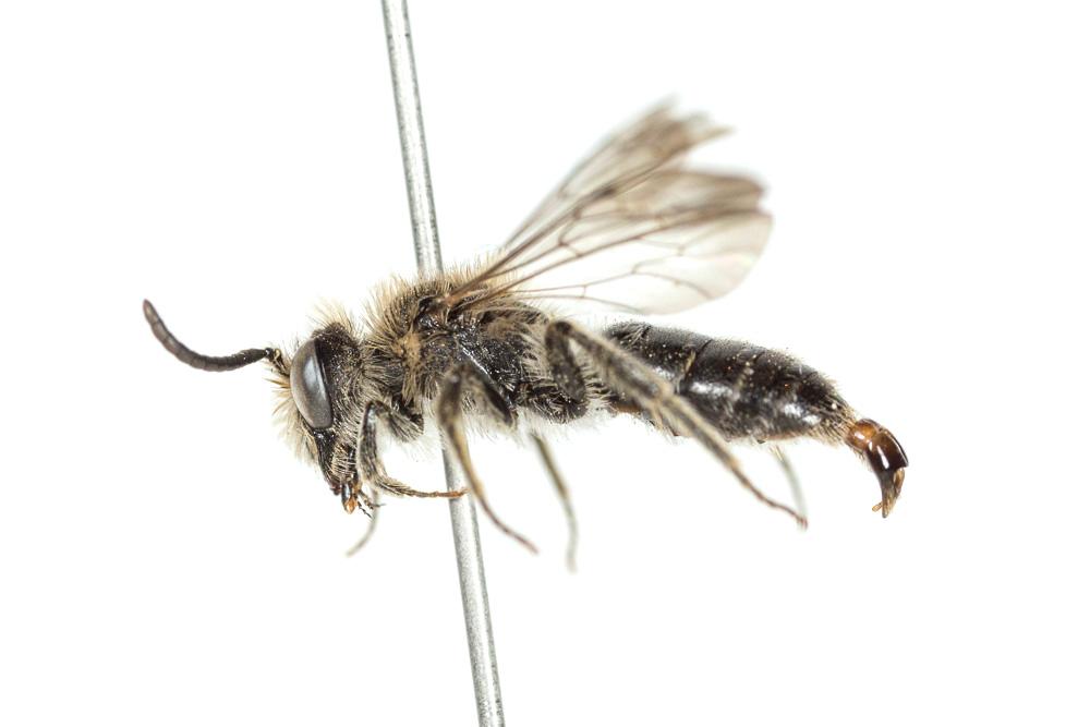 Andrena ampla Warncke, 1967