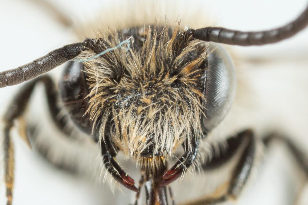 Andrena ampla Warncke, 1967