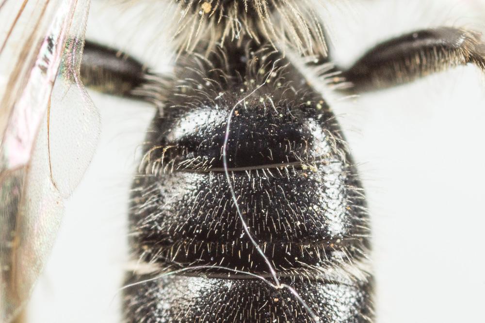 Andrena ampla Warncke, 1967