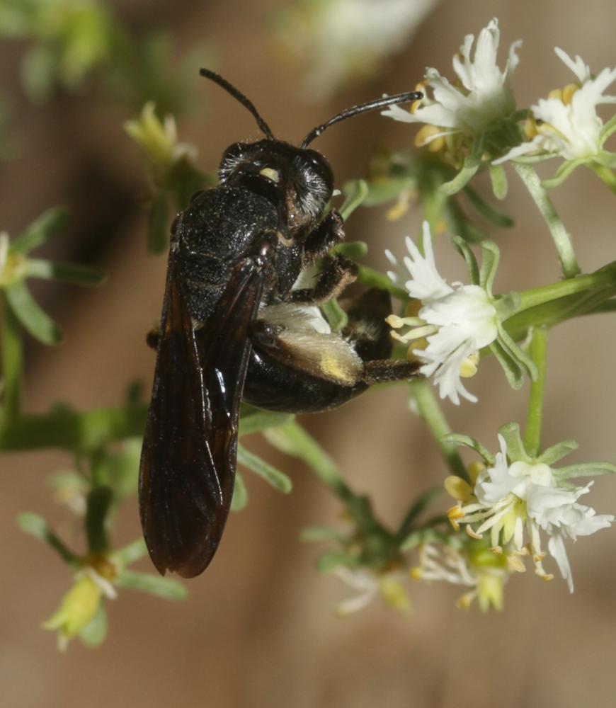  Andrena afrensis Warncke, 1967