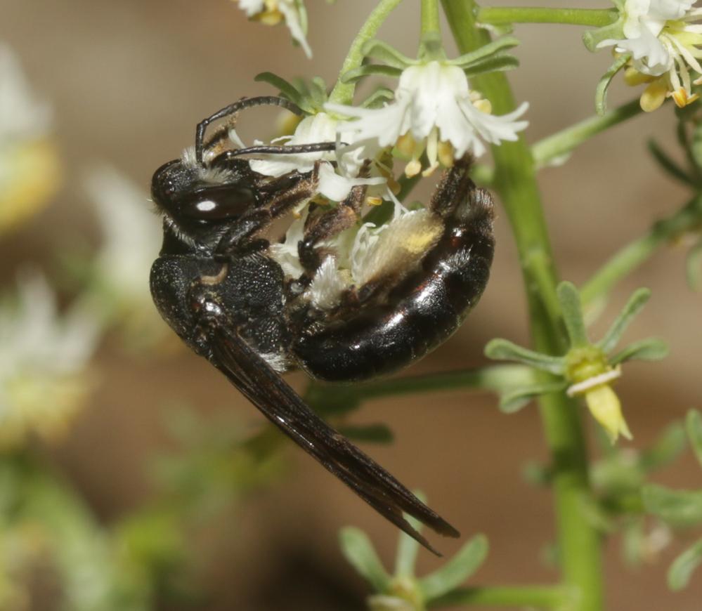  Andrena afrensis Warncke, 1967