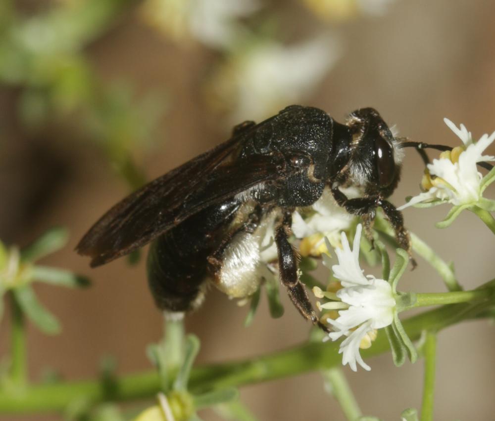  Andrena afrensis Warncke, 1967