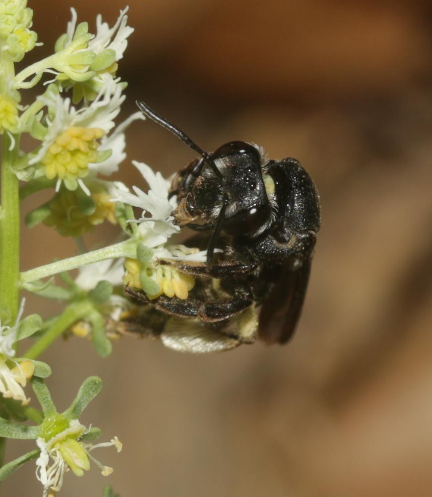  Andrena afrensis Warncke, 1967