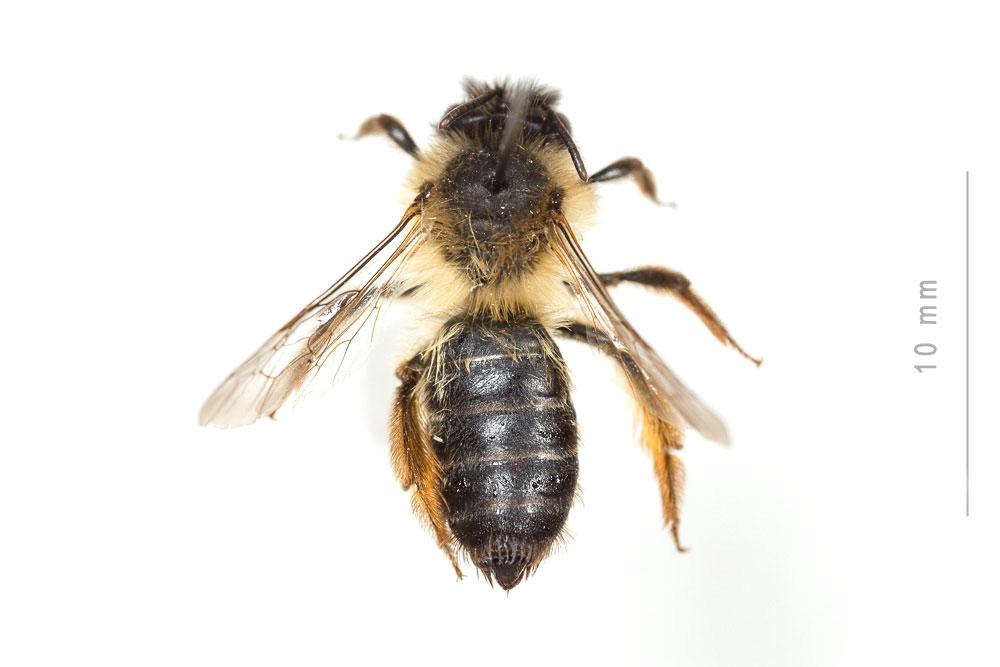  Andrena nuptialis Pérez, 1902