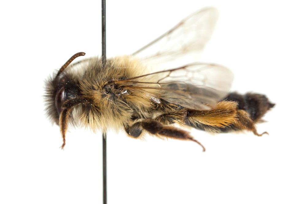  Andrena nuptialis Pérez, 1902