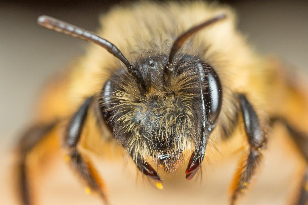  Andrena nuptialis Pérez, 1902