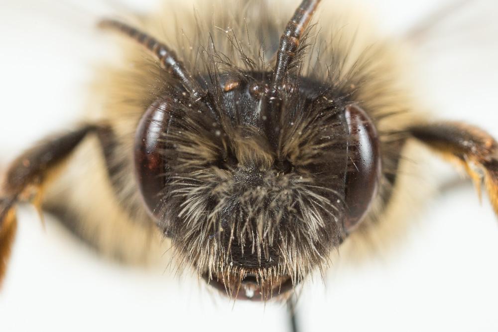  Andrena nuptialis Pérez, 1902