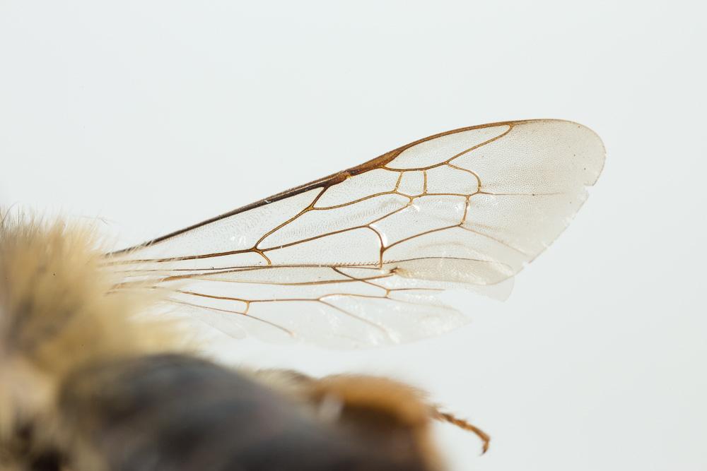  Andrena nuptialis Pérez, 1902