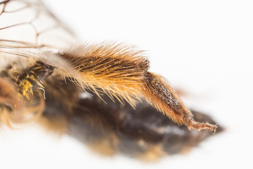  Andrena nuptialis Pérez, 1902