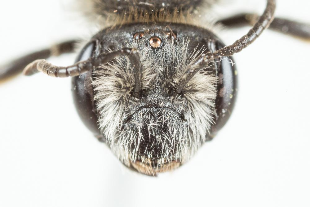 Andrena ovata
