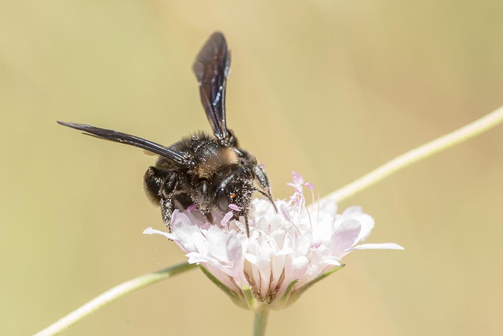 Andrena morio Brullé, 1832