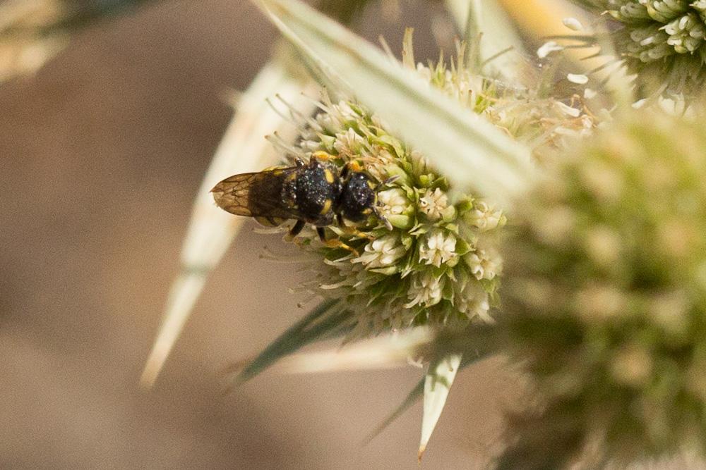  Stelis signata (Latreille, 1809)