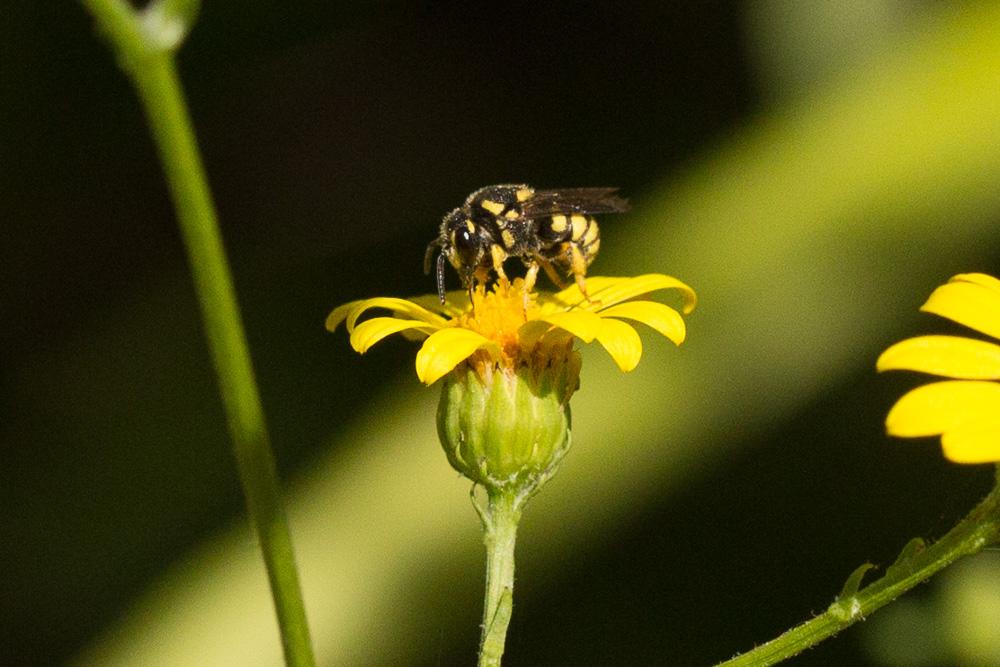 Stelis signata (Latreille, 1809)