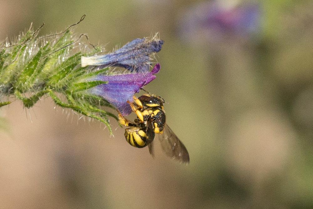  Anthidiellum strigatum (Panzer, 1805)