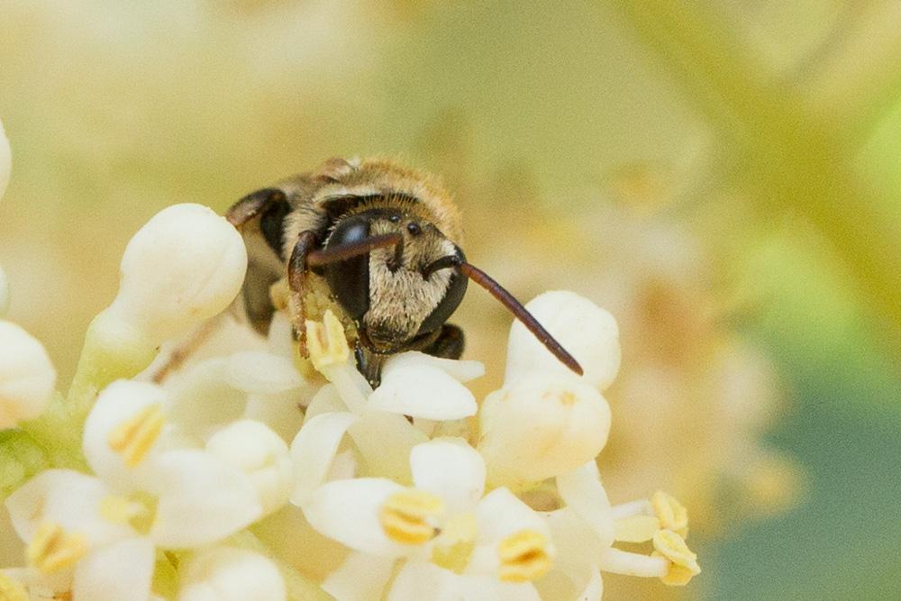 Nomiapis diversipes (Latreille, 1806)